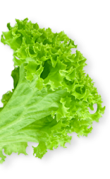 Vetor
